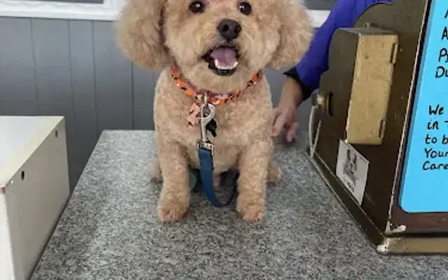 K-9 Kastle Pet Grooming in Buena Park, CA