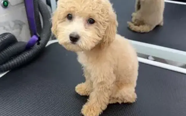 Pet Spa Luxe in Tiburon, CA