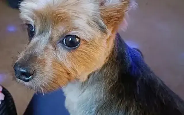 Pet Palace in St Helens, OR