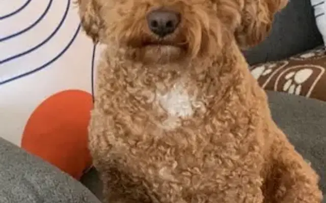Pet Grooming / Animal Boarding Inc. in Staten Island, NY