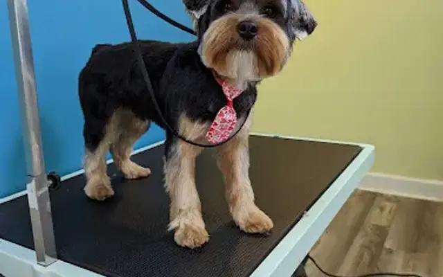 Temple Of Groom Pet Grooming in Yuba City, CA