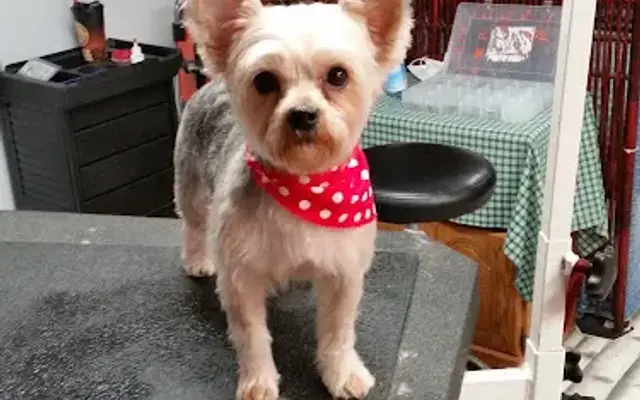 Furry Tails Pet Salon in Mt Vernon, KY