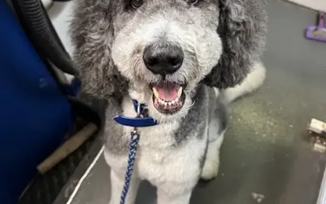 Halo's Place Mobile Dog Grooming in Painesville, OH
