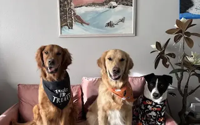 Soapy Dogs Mobile Grooming in Castle Rock, CO