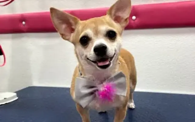 Fairy Dogmother Boarding & Grooming in Ocala, FL