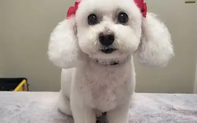 Stevie's Room Grooming in Belton, TX