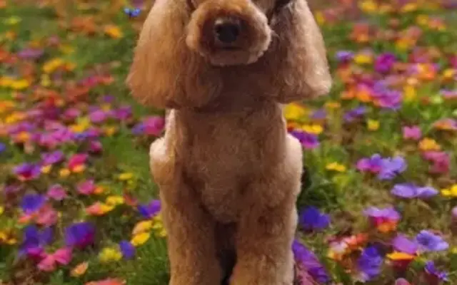 Ginny's Grooming & Vet Tech Services at Storybook in Greencastle, PA