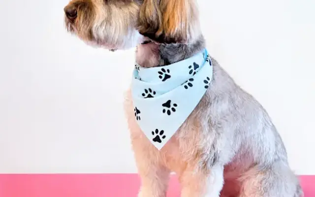 Chula Pawz Grooming Studio in Washington, UT