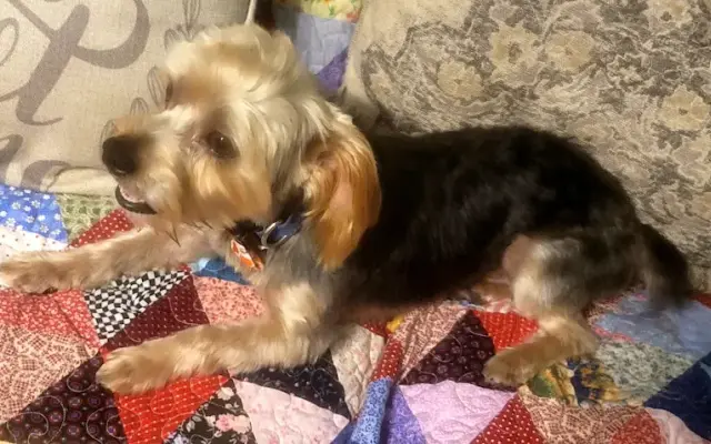 Parc Avenue Pet Grooming in Denham Springs, LA