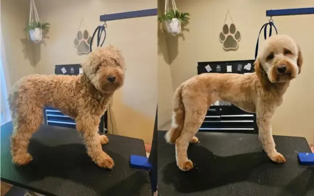 Alecia's Kennel and Grooming LLC in Watervliet, MI