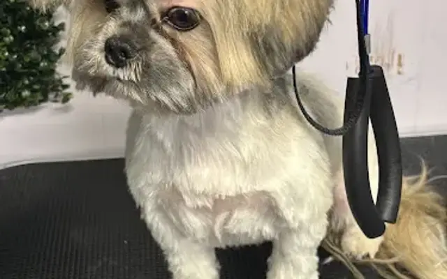Kay The Groomer in Milwaukee, WI