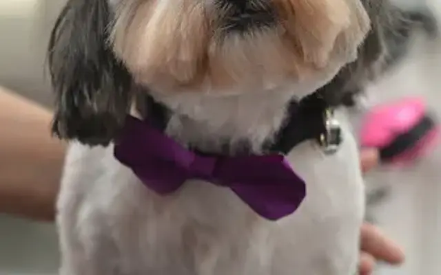 Groom n Dogs Mobile Dog Grooming in Tyler, TX