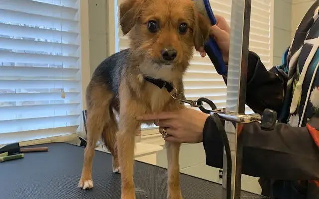 Wonder Paws Pet Spa in Haddam, CT