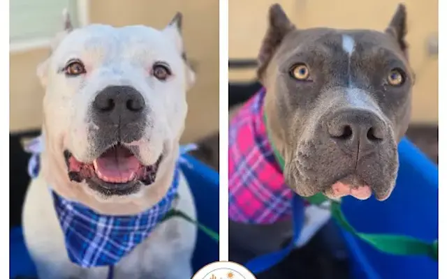 Hi Desert Mobile Dog Spa - We come to you! in Victorville, CA
