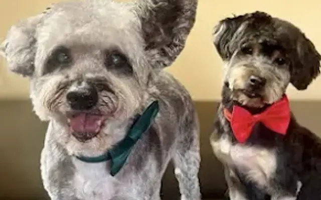 Pawfection pet salon in Hopkins, SC