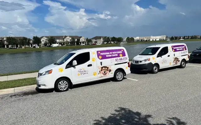 The Magic Paws Pet Dental Cleaning Tampa in Tampa, FL