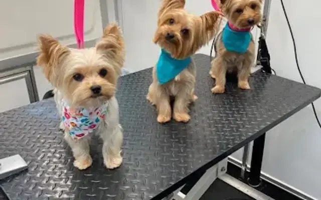 The Waggin’ Wheel - Mobile Pet Grooming in Tyndall AFB, FL
