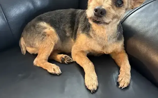 Doggie Works Mobile Grooming in Orange City, FL