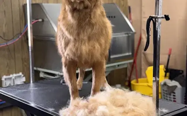 The Dignified Dog in Lima, OH