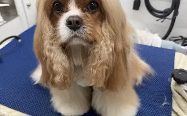 Abby’s Mobile Dog grooming in Wood Dale, IL
