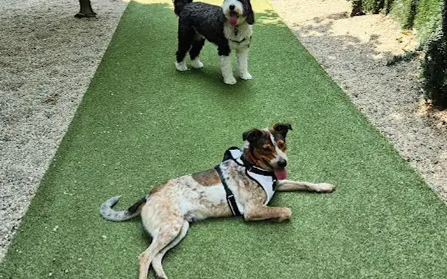 Z Dog Daycare in Philadelphia, PA