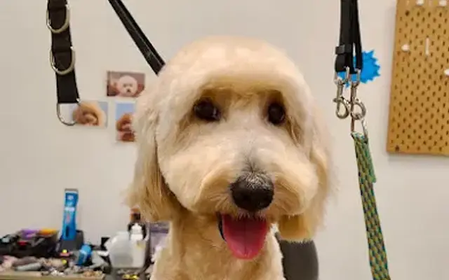 Soo's Pet Salon in South Pasadena, CA