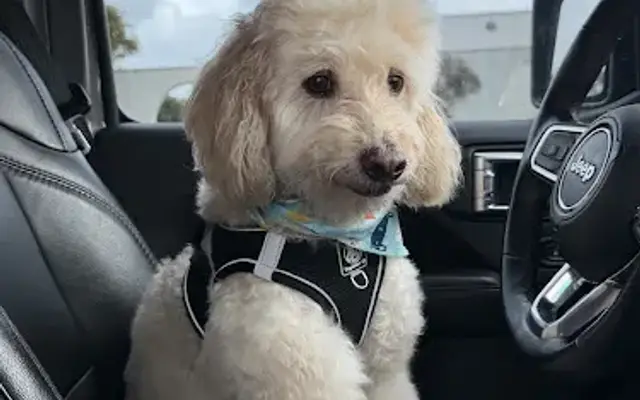 Yesi's Pet Grooming in San Diego, CA