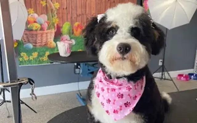 Exquisite Pet Grooming & Boarding in Sarasota, FL