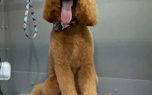 Dog Savvy Mobile Grooming Inc in Swampscott, MA