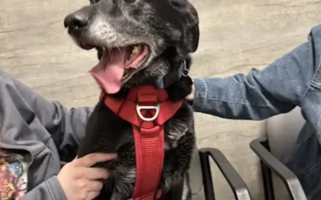 Sumner Veterinary Hospital in Sumner, WA