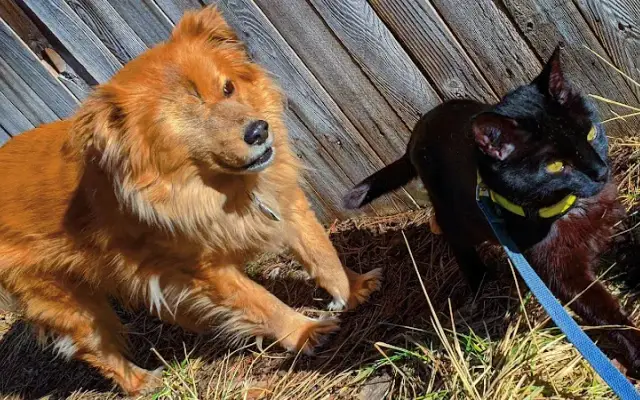 E.A.D.'s Pet Care in Aurora, CO