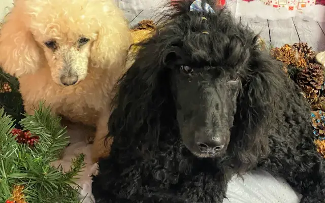 Pampered Poodle in Nitro, WV