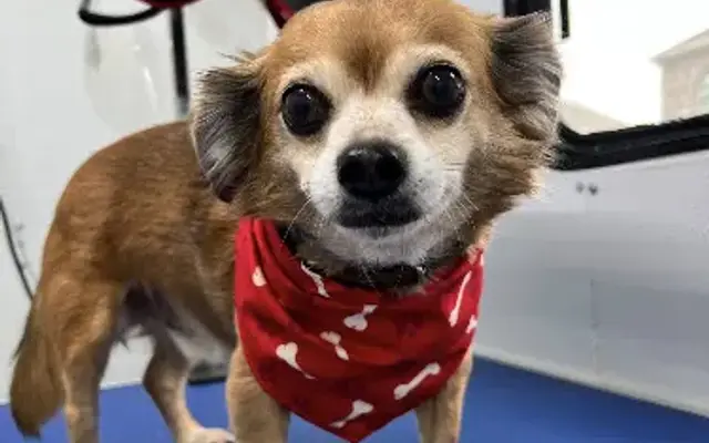 Miss Molly's Mobile Dog Spa in Haltom City, TX