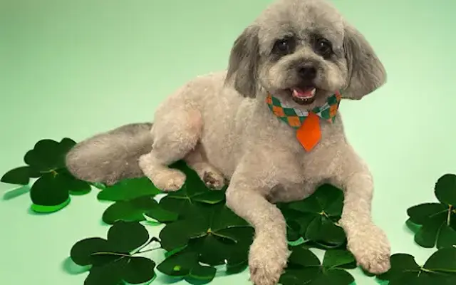 Shampooches Pamper & Playtime in Irmo, SC