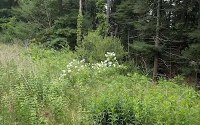 Elja Kennels in Marshfield, MA