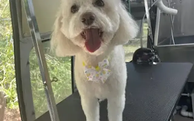 Barking Paws Mobile Dog & Cat Spa in Poway, CA