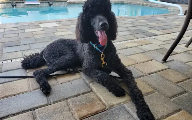 Posh Pups By Andrea Pet Resort in Brooksville, FL