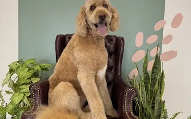 The Dog Wash Company in Corning, NY