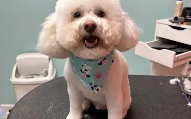 Pampered paws pet spa in Lindale, TX