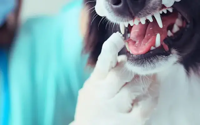Doggie Tooth Fairy in Daytona Beach, FL