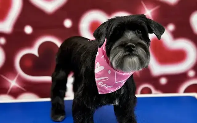 Glam Pets By Andrea LLC in Conroe, TX