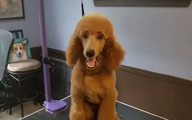 The Gentle Touch Pet Salon in New Milford, CT