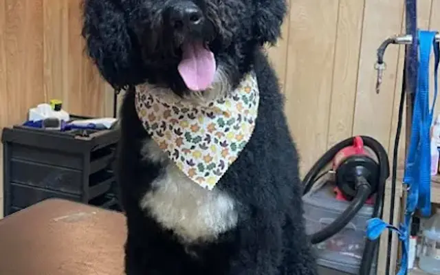 Pampered Pets in Kirbyville, TX