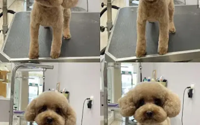 A+ Pet & Grooming in West Covina, CA
