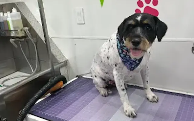 Woof Mobile Dog Grooming West Palm Beach in Loxahatchee, FL