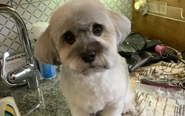 Bath Time Dog Grooming in Nesconset, NY