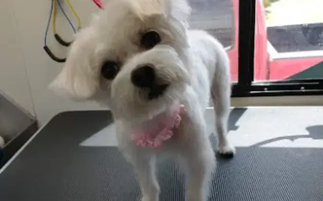 Paws N Tails Mobile Dog Grooming in Kingsland, GA