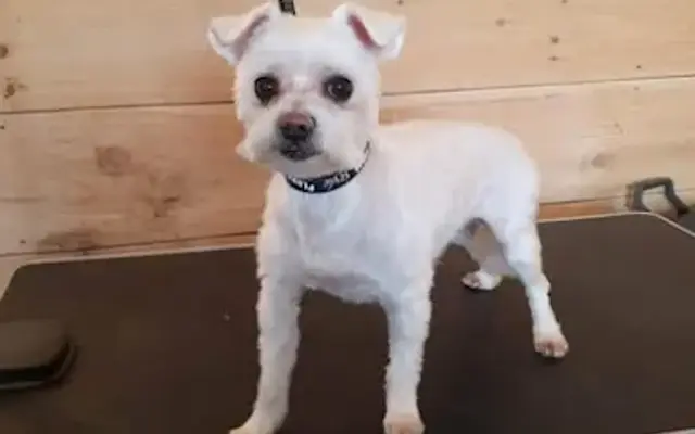 Northern Lites Grooming & Pet Care in Canton, NY