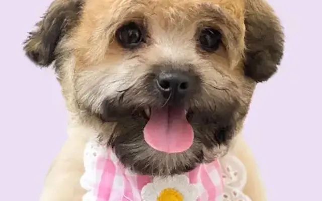 Paws & Bows in Sherwood, OR
