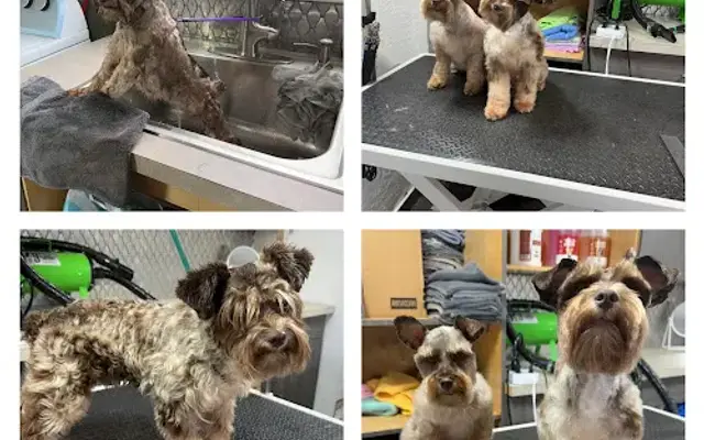 Paws of Love Pet Grooming in Miami, FL